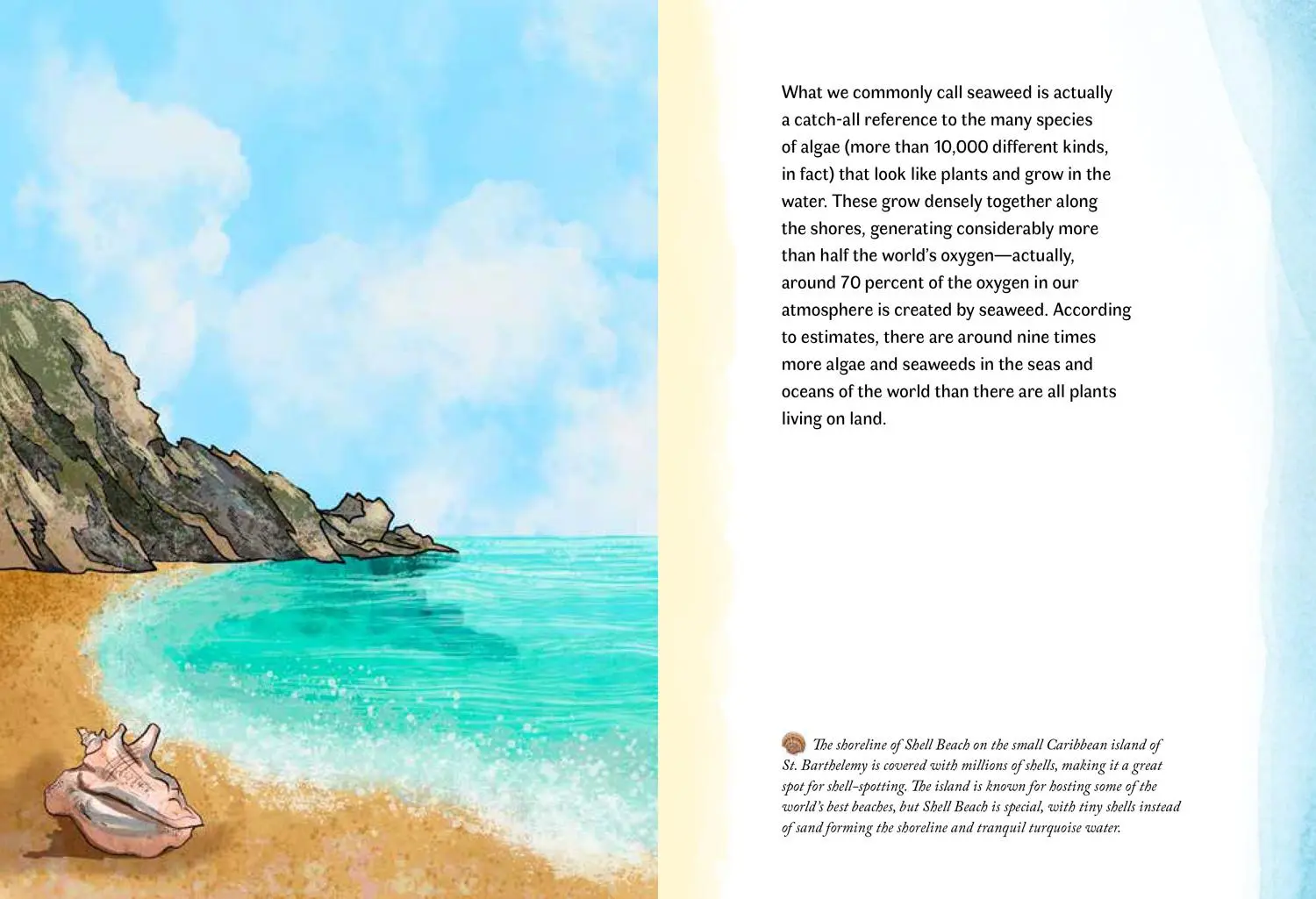 Bild: 9780008584504 | XBY SEA_HIDDEN NATURE SERIE HB | Susan Kelly | Buch | Gebunden | 2025