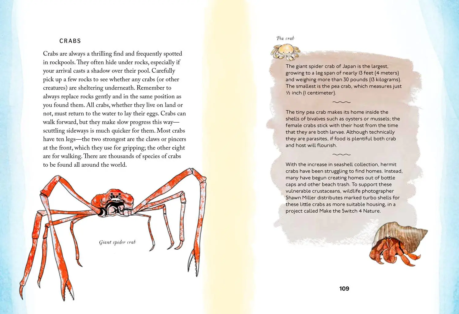 Bild: 9780008584504 | XBY SEA_HIDDEN NATURE SERIE HB | Susan Kelly | Buch | Gebunden | 2025