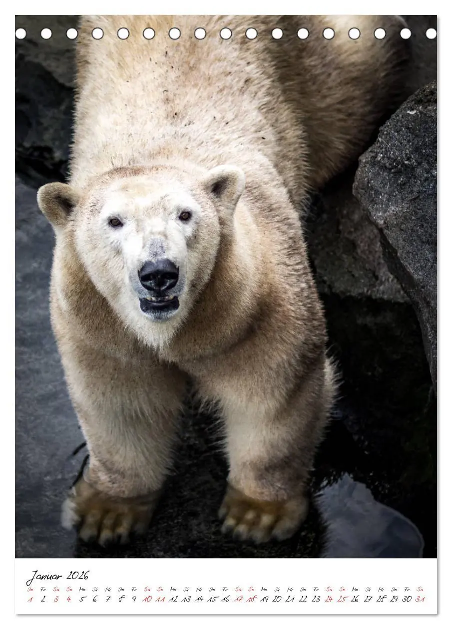 Bild: 9783516394504 | Tierwelten - aus dem ältesten Tiergarten der Welt (Tischkalender...