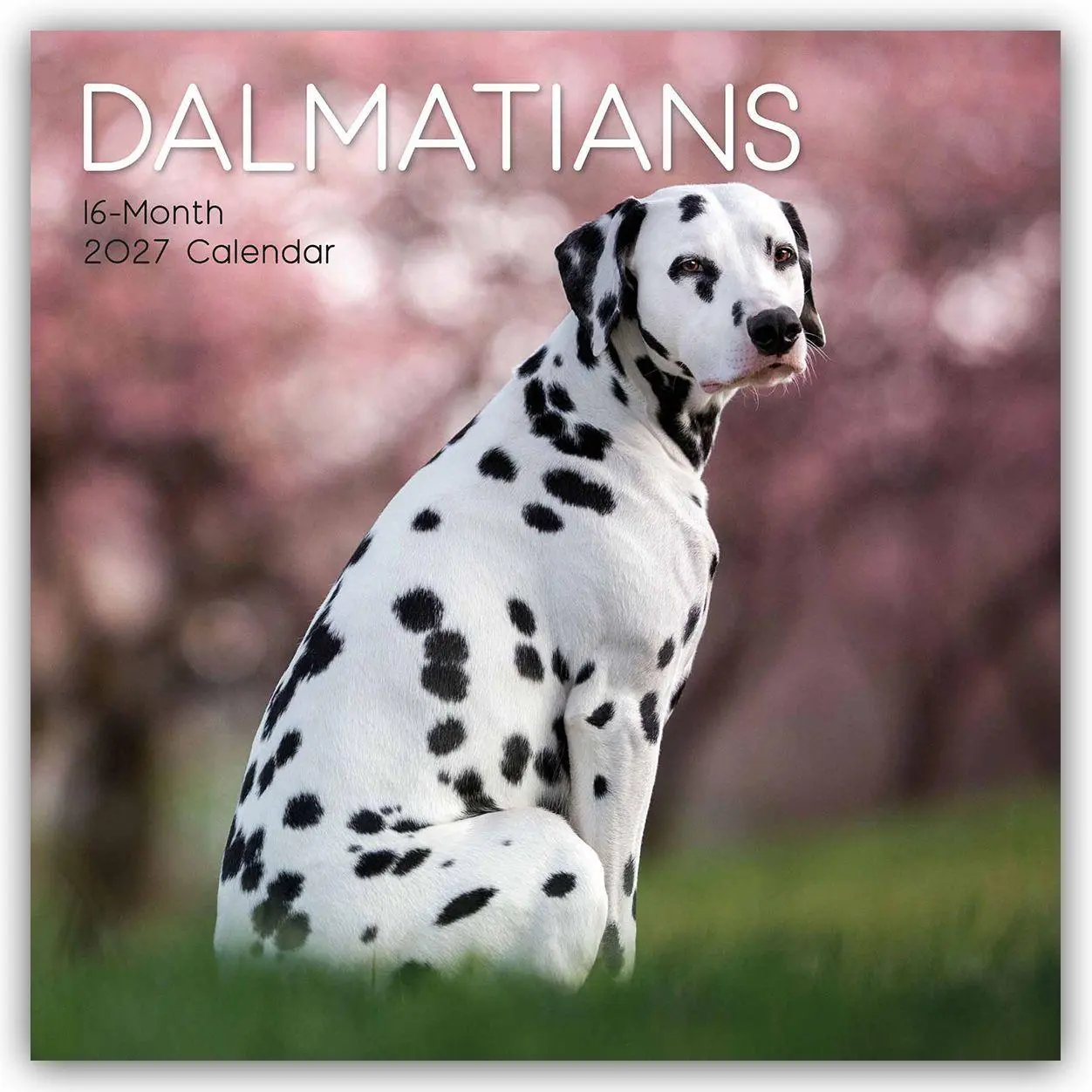 Cover: 9781805974604 | Dalmatians - Dalmatiner 2027 - 16-Monatskalender | Ltd | Kalender