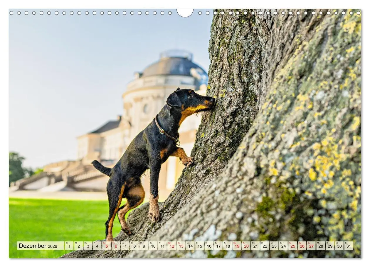 Bild: 9783457354704 | Deutscher Terrier - ein leidenschaftlicher Jäger (Wandkalender 2026...