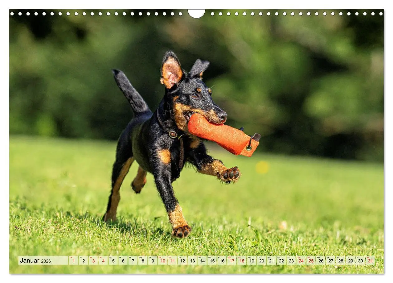 Bild: 9783457354704 | Deutscher Terrier - ein leidenschaftlicher Jäger (Wandkalender 2026...