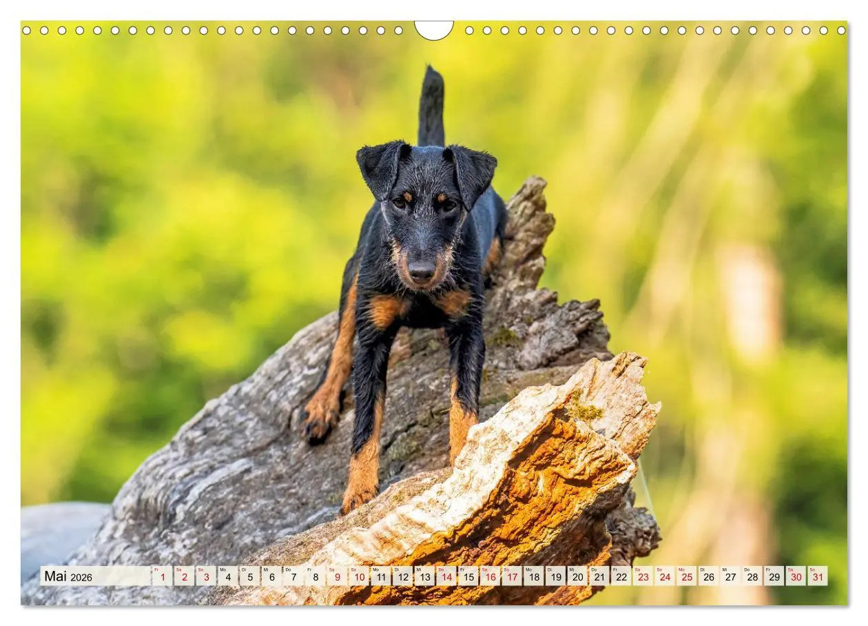 Bild: 9783457354704 | Deutscher Terrier - ein leidenschaftlicher Jäger (Wandkalender 2026...