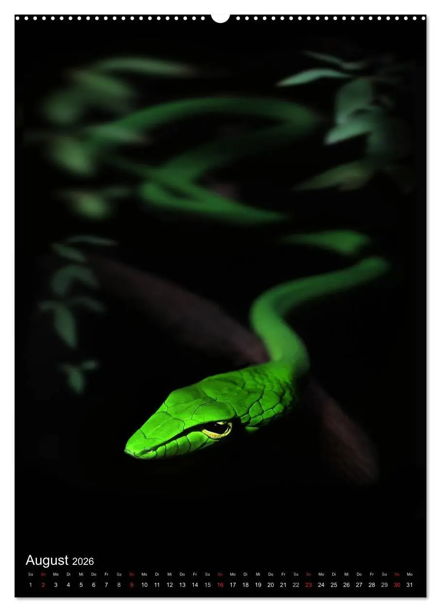 Bild: 9783516444704 | Schlangen im Lichtfenster des Dschungels (Wandkalender 2026 DIN A2...