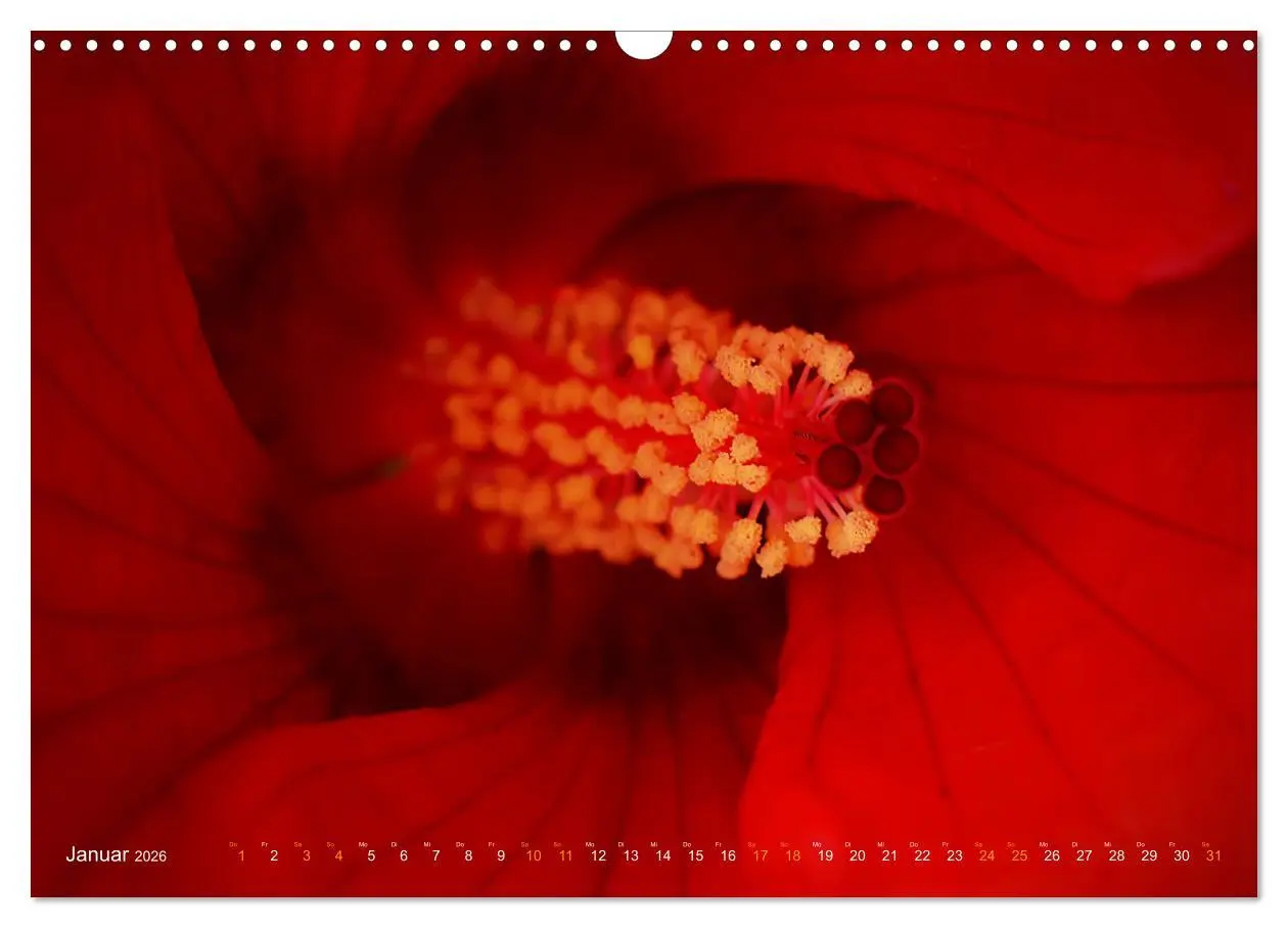 Bild: 9783457644904 | DEEP INSIDE - Blütenmakros (Wandkalender 2026 DIN A3 quer),...