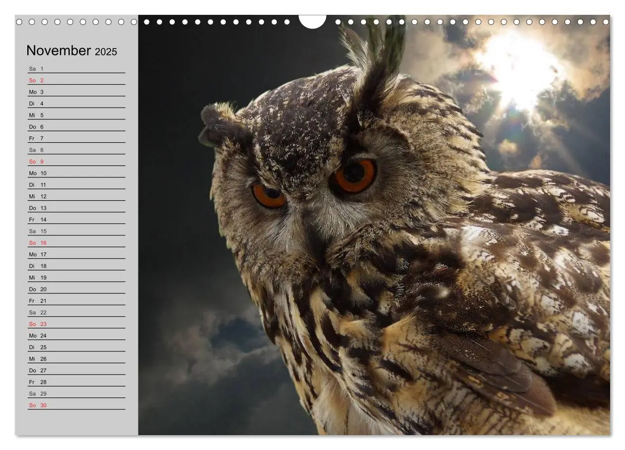 Bild: 9783435685004 | Eulen. Wächter der Nacht (Wandkalender 2025 DIN A3 quer), CALVENDO...