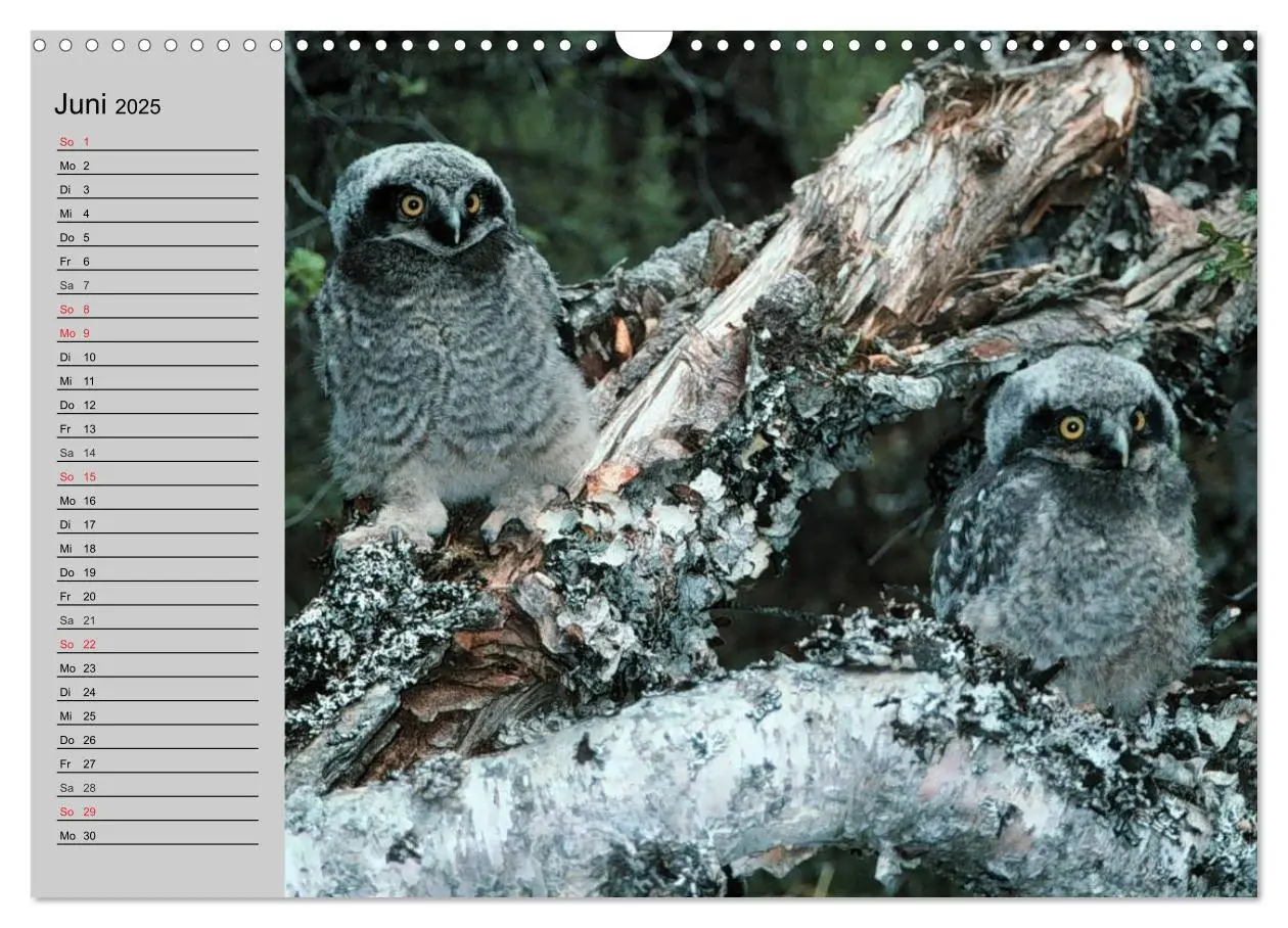 Bild: 9783435685004 | Eulen. Wächter der Nacht (Wandkalender 2025 DIN A3 quer), CALVENDO...