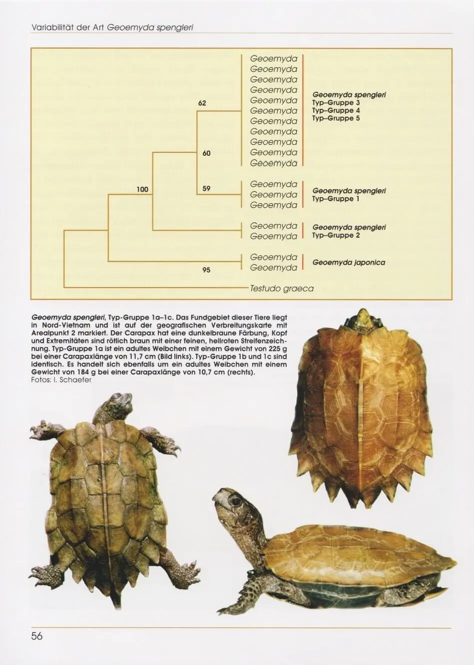 Bild: 9783937285504 | Zacken-Erdschildkröten | Ingo Schäfer | Buch | Terrarien Bibliothek