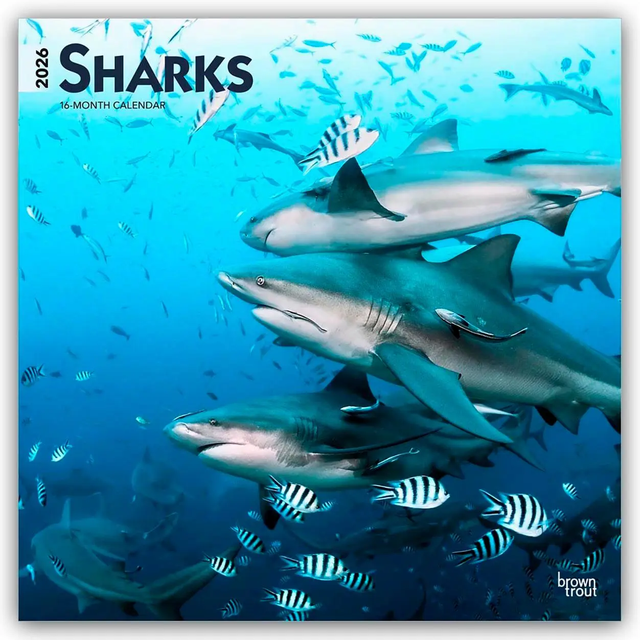 Cover: 9798330705504 | Sharks - Haie 2026 - 16-Monatskalender | Browntrout Publishers | 13 S.