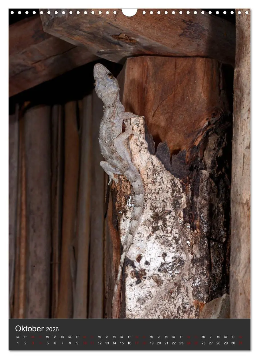 Bild: 9783516415704 | GECKOS (Wandkalender 2026 DIN A3 hoch), CALVENDO Monatskalender | 2026