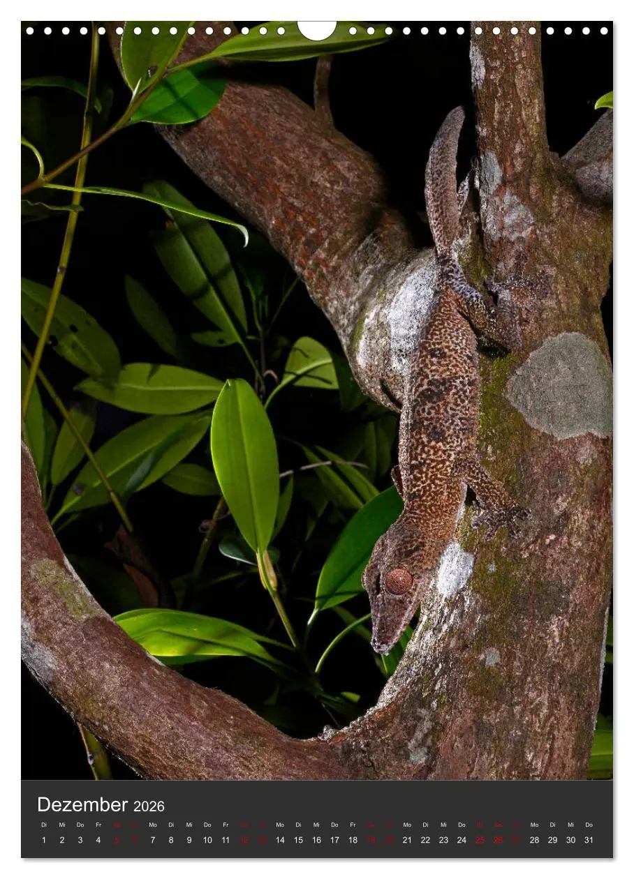 Bild: 9783516415704 | GECKOS (Wandkalender 2026 DIN A3 hoch), CALVENDO Monatskalender | 2026
