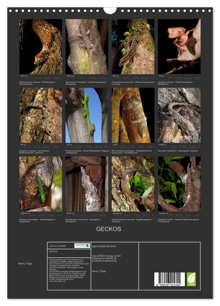 Bild: 9783516415704 | GECKOS (Wandkalender 2026 DIN A3 hoch), CALVENDO Monatskalender | 2026