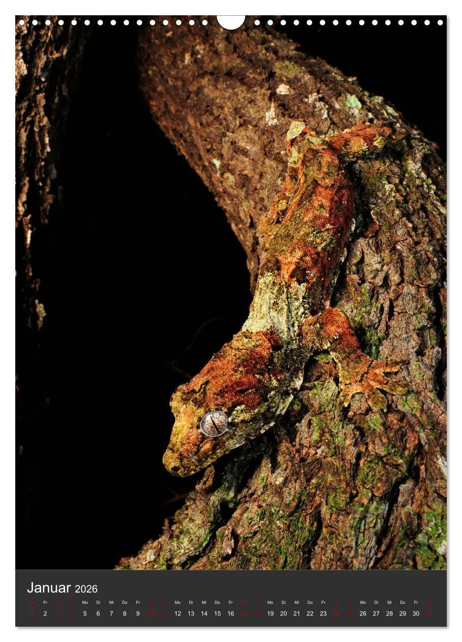 Bild: 9783516415704 | GECKOS (Wandkalender 2026 DIN A3 hoch), CALVENDO Monatskalender | 2026