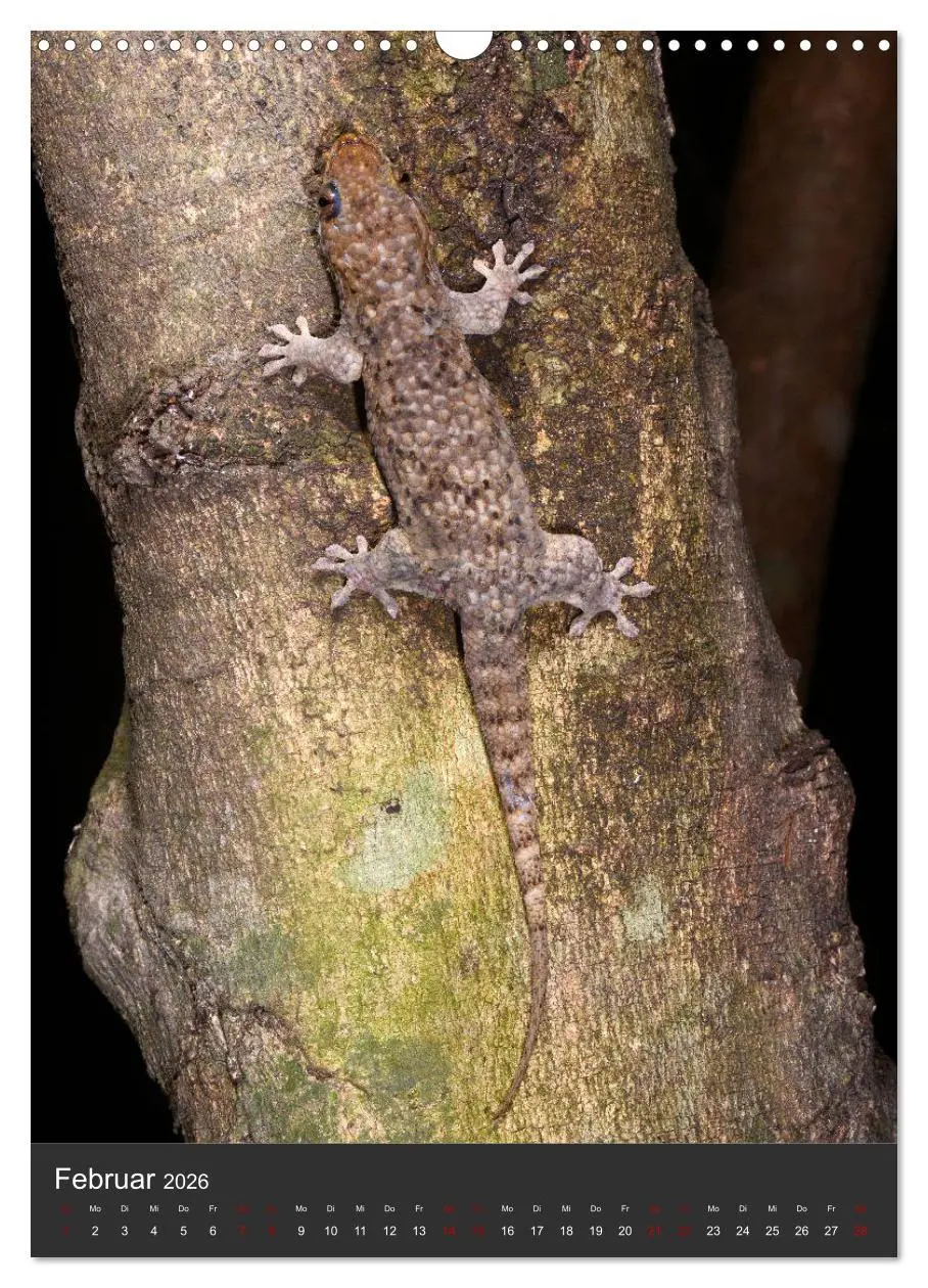 Bild: 9783516415704 | GECKOS (Wandkalender 2026 DIN A3 hoch), CALVENDO Monatskalender | 2026
