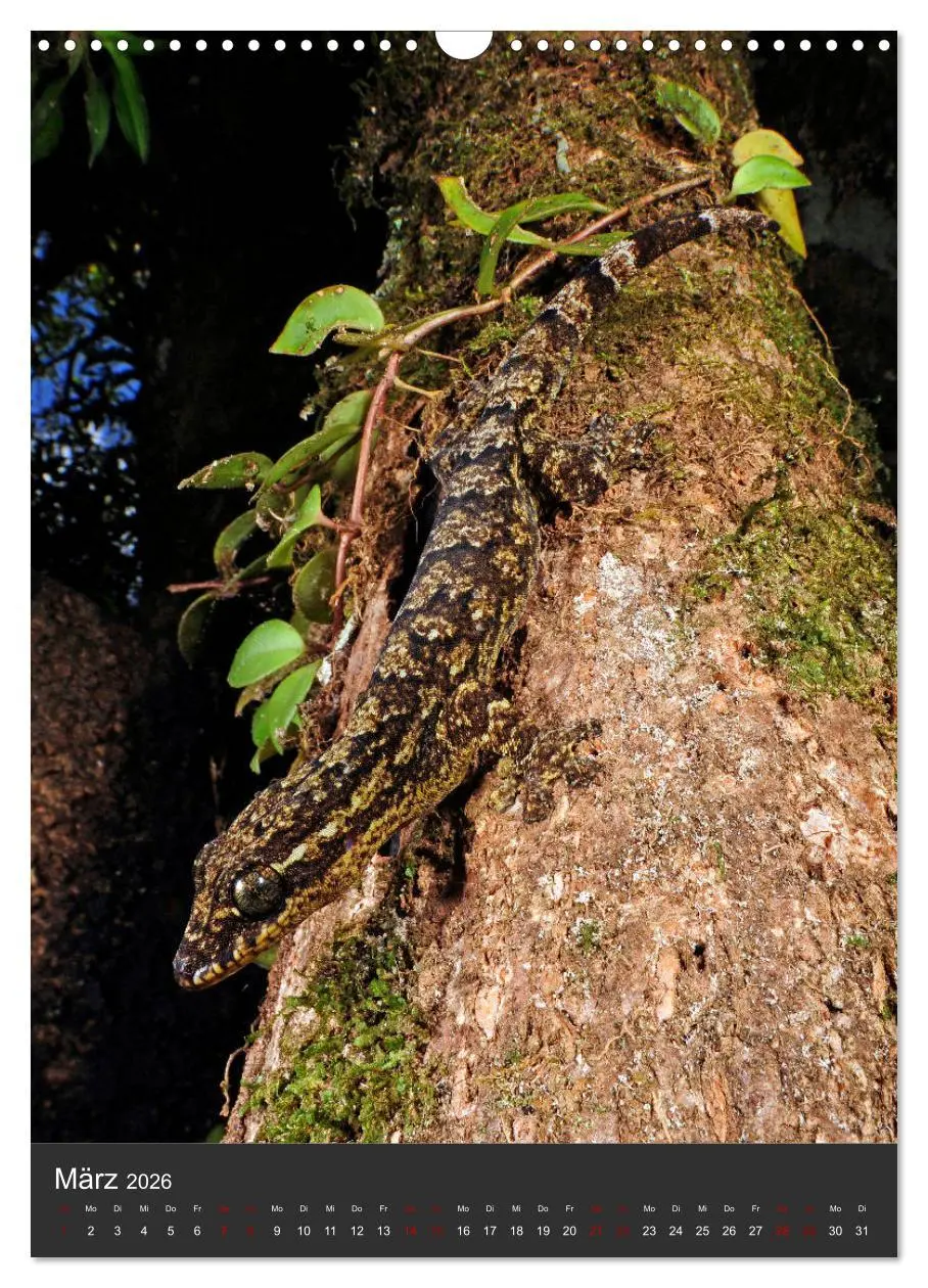 Bild: 9783516415704 | GECKOS (Wandkalender 2026 DIN A3 hoch), CALVENDO Monatskalender | 2026