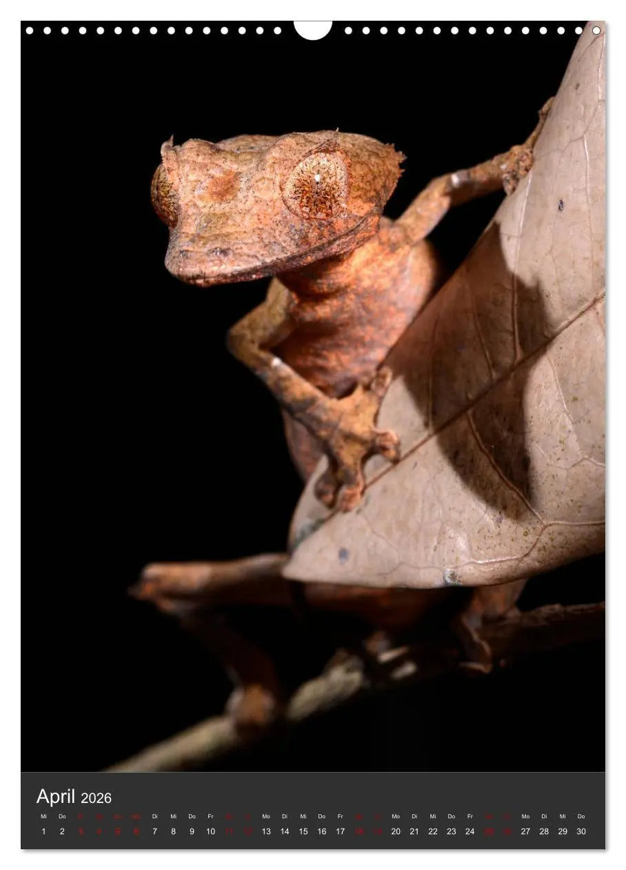 Bild: 9783516415704 | GECKOS (Wandkalender 2026 DIN A3 hoch), CALVENDO Monatskalender | 2026