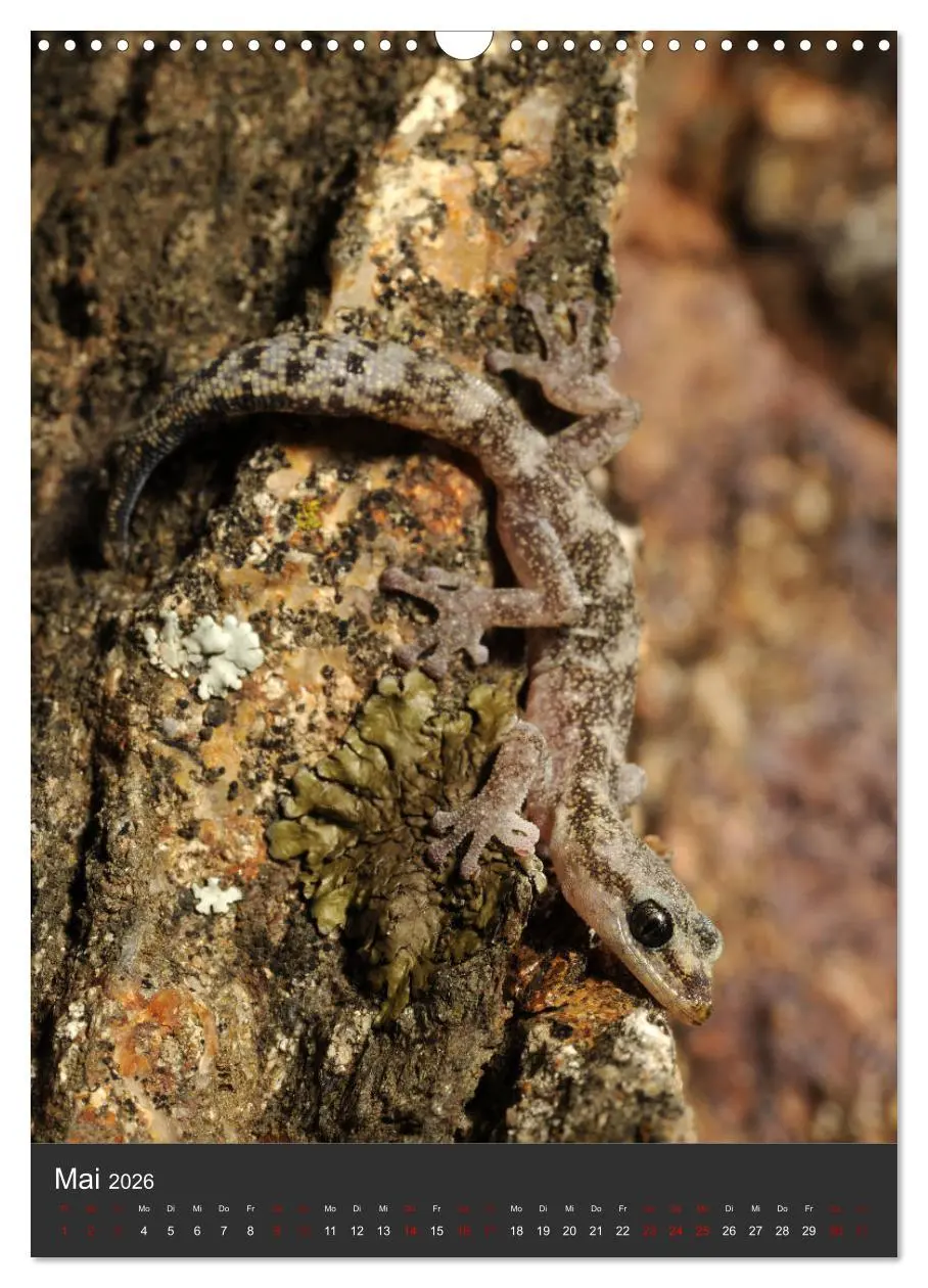 Bild: 9783516415704 | GECKOS (Wandkalender 2026 DIN A3 hoch), CALVENDO Monatskalender | 2026