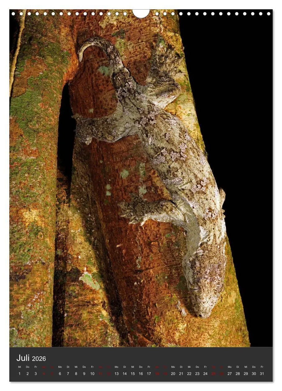 Bild: 9783516415704 | GECKOS (Wandkalender 2026 DIN A3 hoch), CALVENDO Monatskalender | 2026