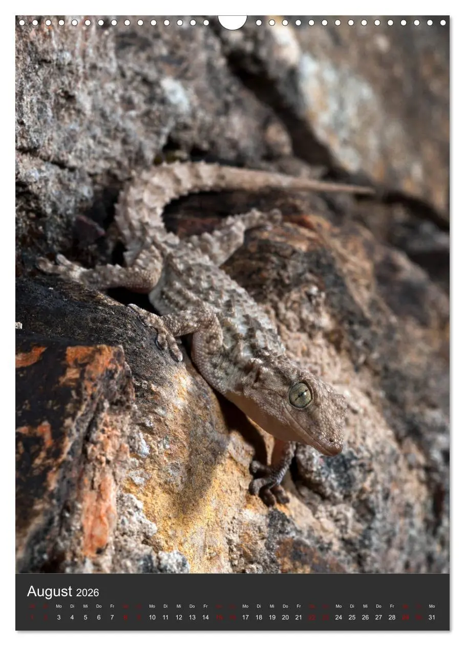 Bild: 9783516415704 | GECKOS (Wandkalender 2026 DIN A3 hoch), CALVENDO Monatskalender | 2026