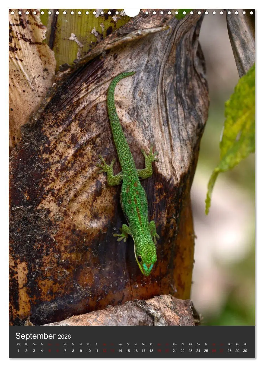Bild: 9783516415704 | GECKOS (Wandkalender 2026 DIN A3 hoch), CALVENDO Monatskalender | 2026