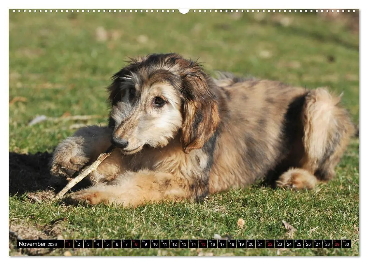 Bild: 9783516025804 | Kinder des Windes - Afghanischer Windhund (hochwertiger Premium...