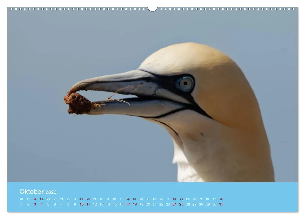 Bild: 9783457545904 | Basstölpel auf Helgoland - von Ostfriesenfotografie (Wandkalender...