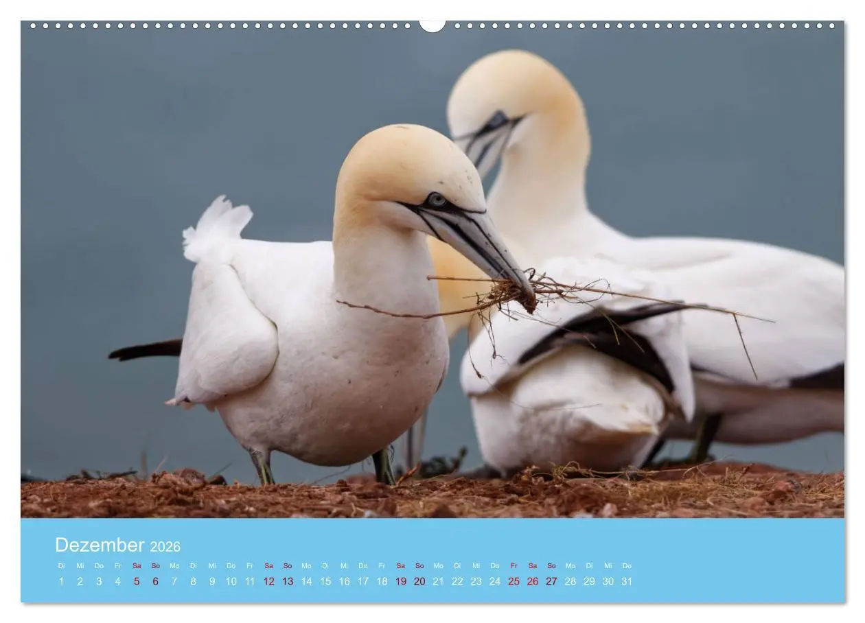Bild: 9783457545904 | Basstölpel auf Helgoland - von Ostfriesenfotografie (Wandkalender...