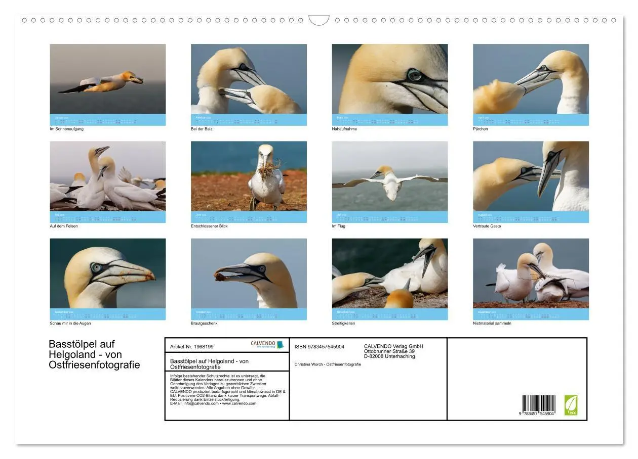 Bild: 9783457545904 | Basstölpel auf Helgoland - von Ostfriesenfotografie (Wandkalender...