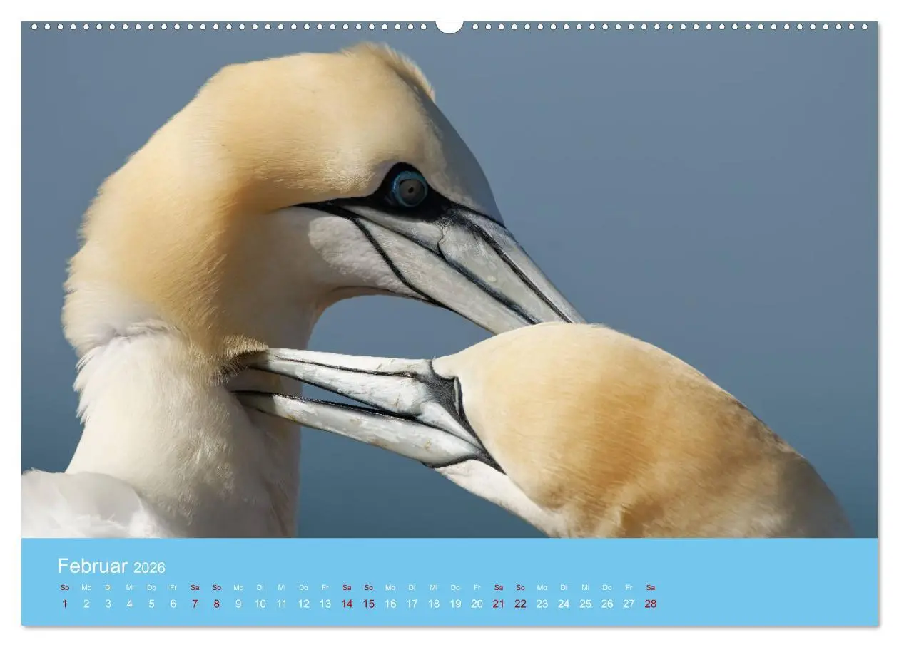 Bild: 9783457545904 | Basstölpel auf Helgoland - von Ostfriesenfotografie (Wandkalender...