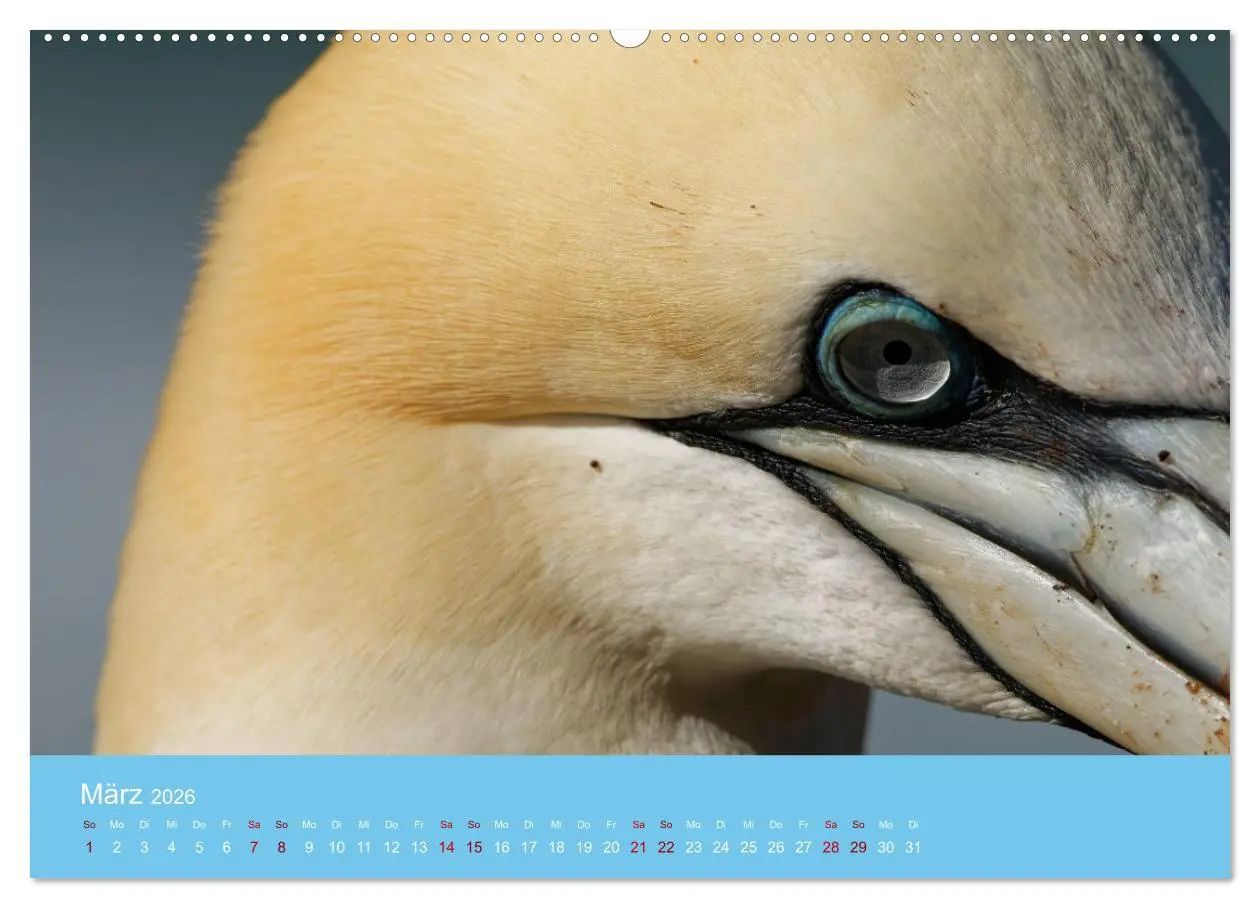 Bild: 9783457545904 | Basstölpel auf Helgoland - von Ostfriesenfotografie (Wandkalender...