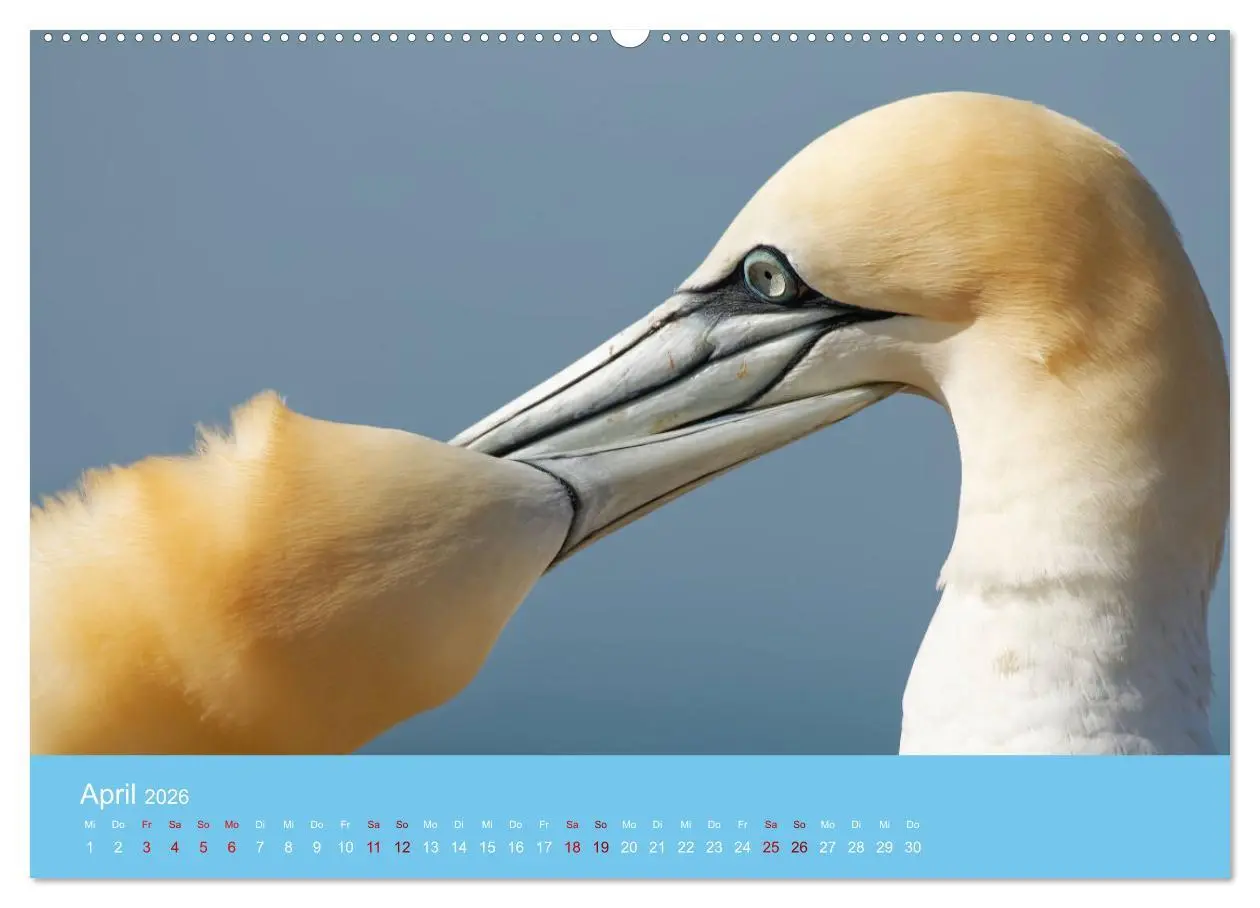 Bild: 9783457545904 | Basstölpel auf Helgoland - von Ostfriesenfotografie (Wandkalender...