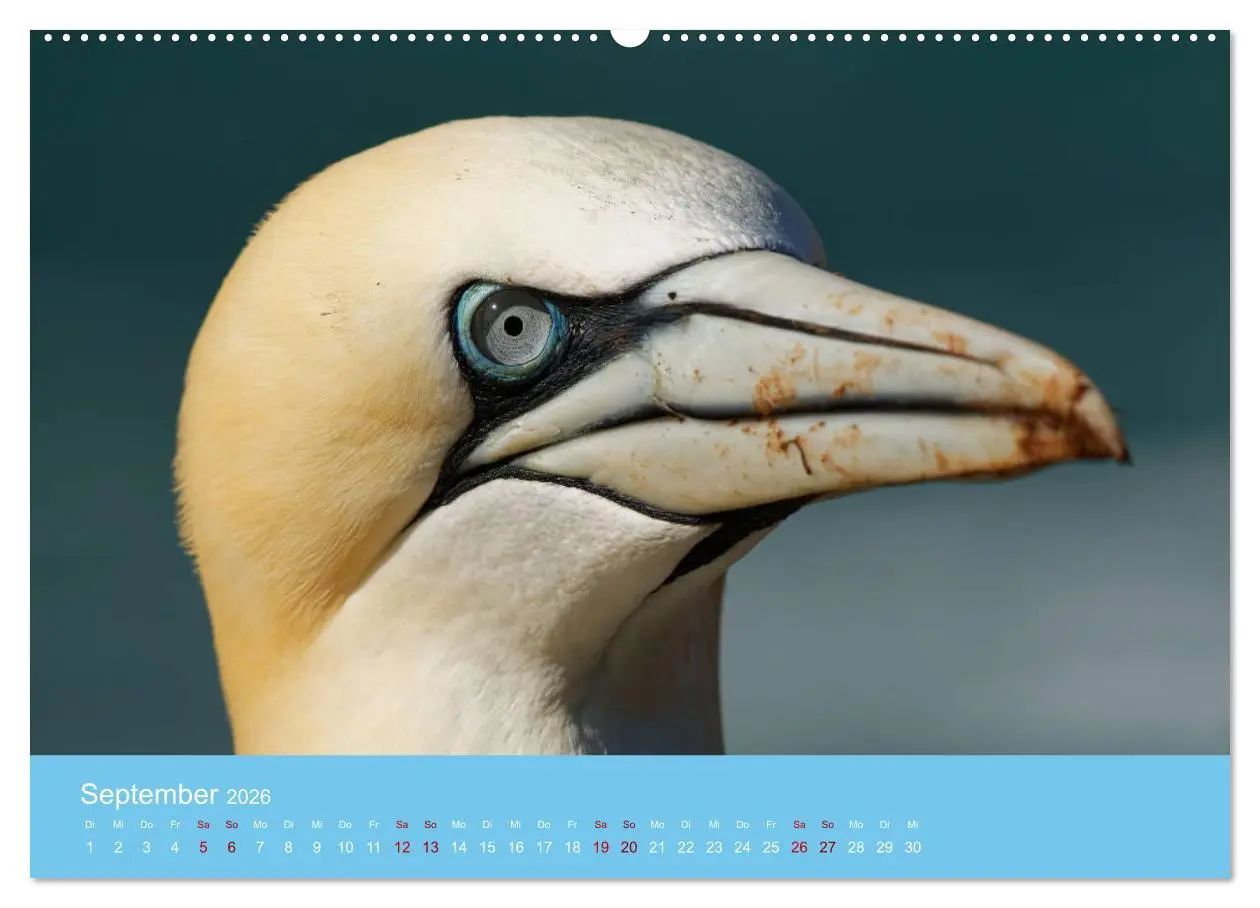 Bild: 9783457545904 | Basstölpel auf Helgoland - von Ostfriesenfotografie (Wandkalender...