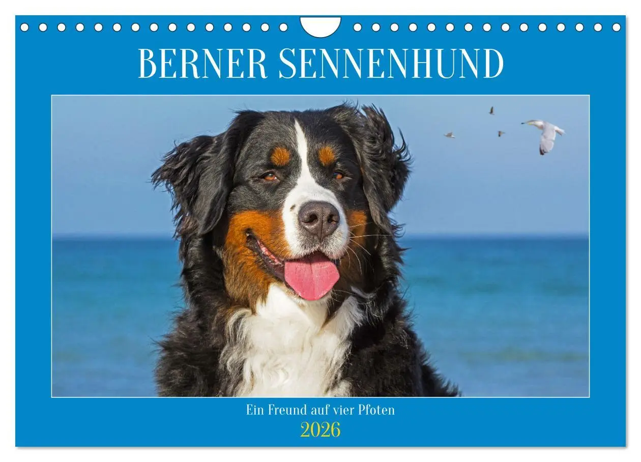 Cover: 9783457356104 | Berner Sennenhund - Ein Freund auf vier Pfoten (Wandkalender 2026...