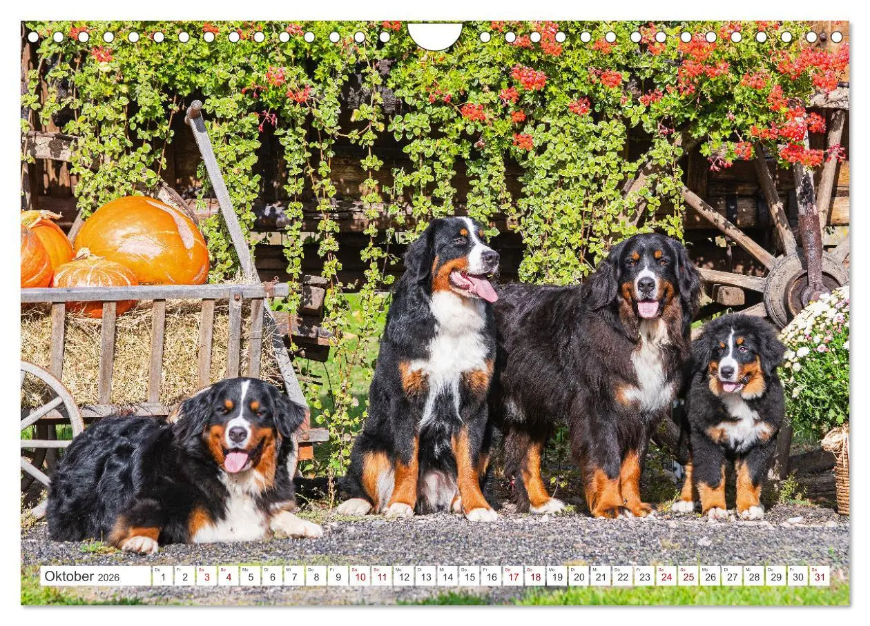 Bild: 9783457356104 | Berner Sennenhund - Ein Freund auf vier Pfoten (Wandkalender 2026...