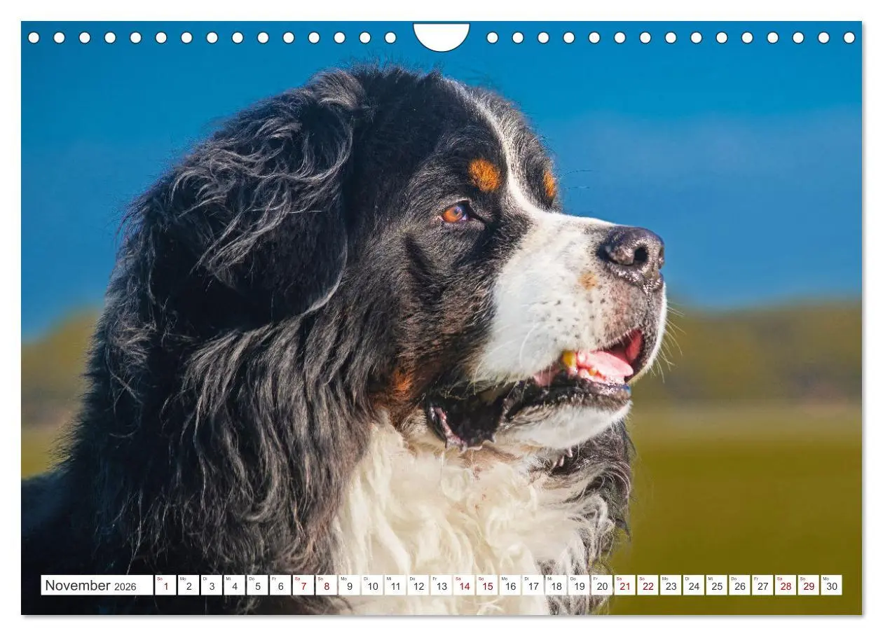 Bild: 9783457356104 | Berner Sennenhund - Ein Freund auf vier Pfoten (Wandkalender 2026...