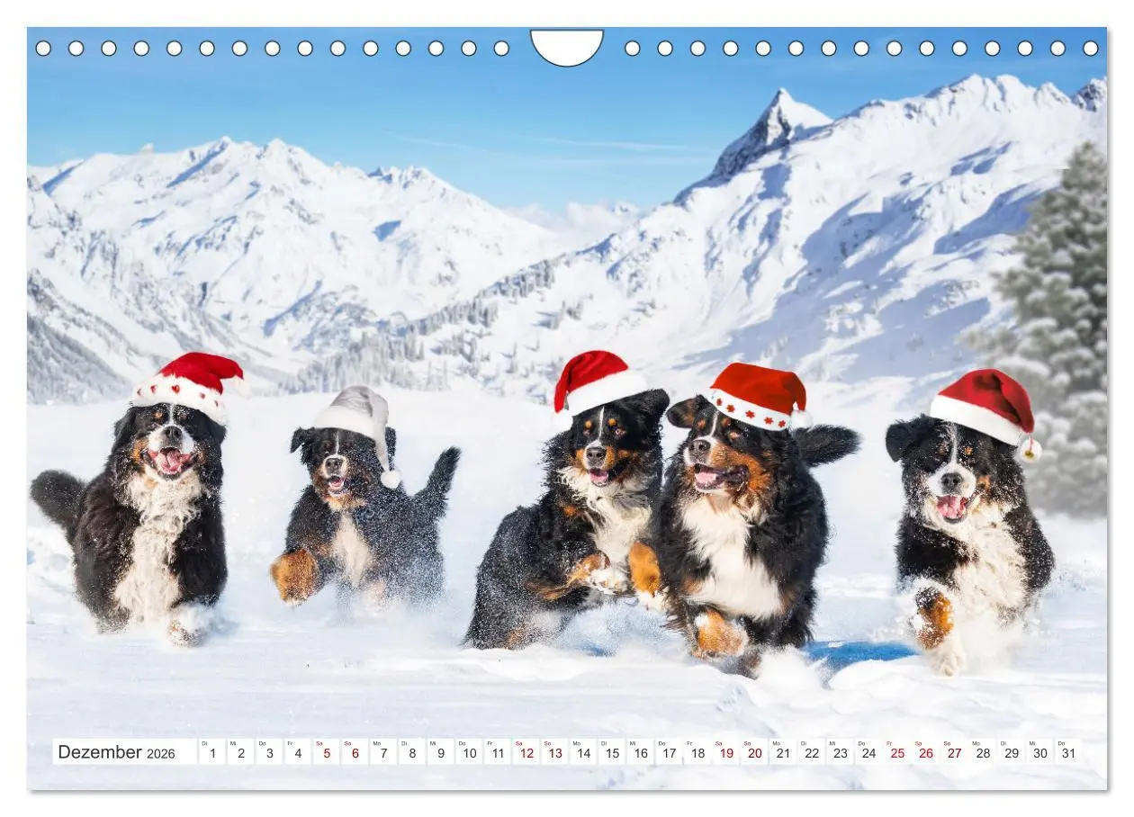 Bild: 9783457356104 | Berner Sennenhund - Ein Freund auf vier Pfoten (Wandkalender 2026...
