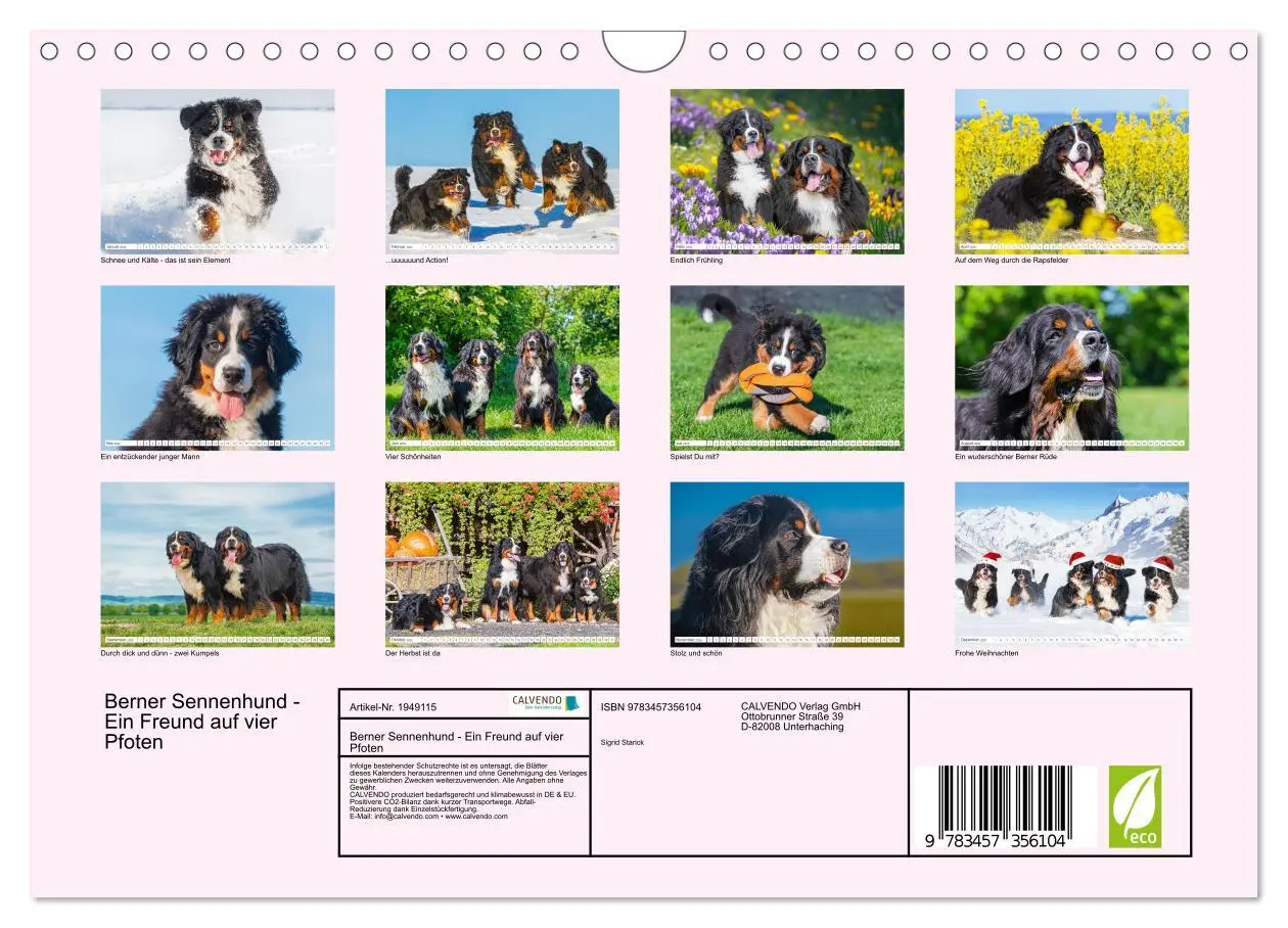 Bild: 9783457356104 | Berner Sennenhund - Ein Freund auf vier Pfoten (Wandkalender 2026...