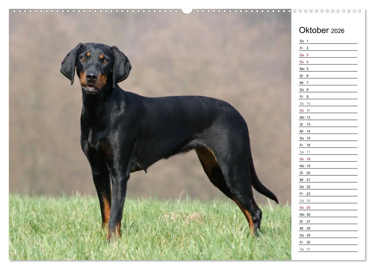 Bild: 9783457806104 | Der Brandlbracken-Terminplaner (Wandkalender 2026 DIN A2 quer),...