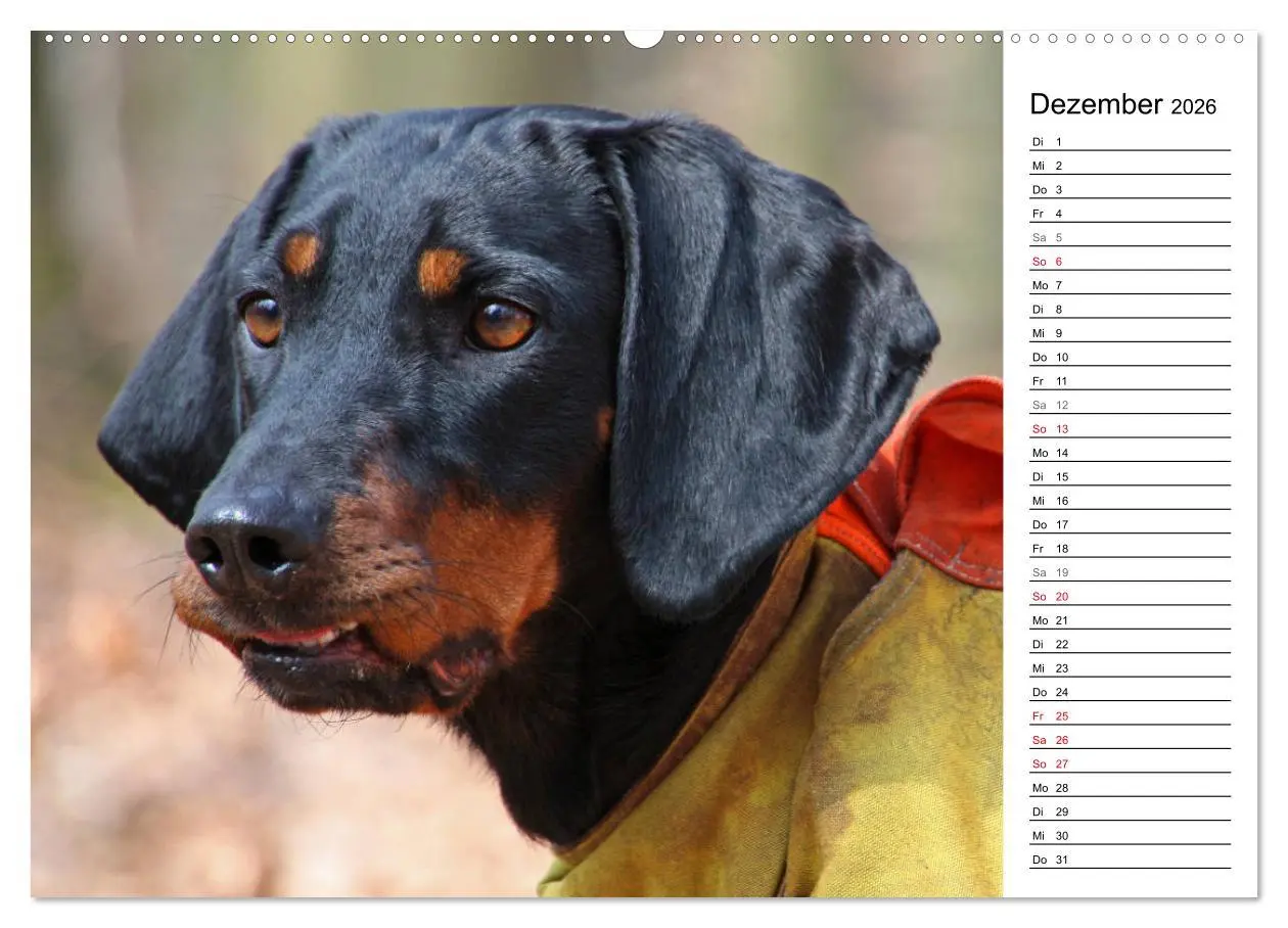 Bild: 9783457806104 | Der Brandlbracken-Terminplaner (Wandkalender 2026 DIN A2 quer),...