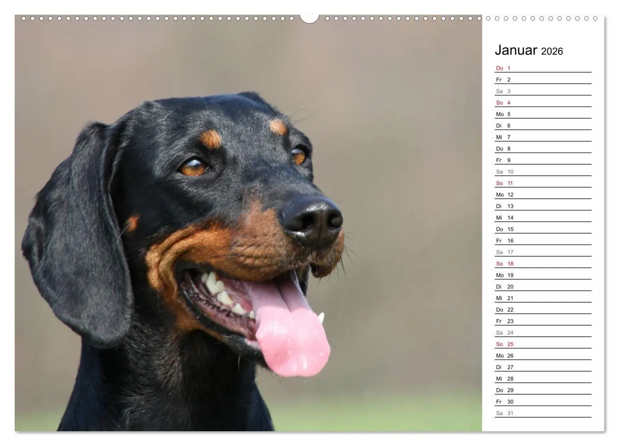 Bild: 9783457806104 | Der Brandlbracken-Terminplaner (Wandkalender 2026 DIN A2 quer),...