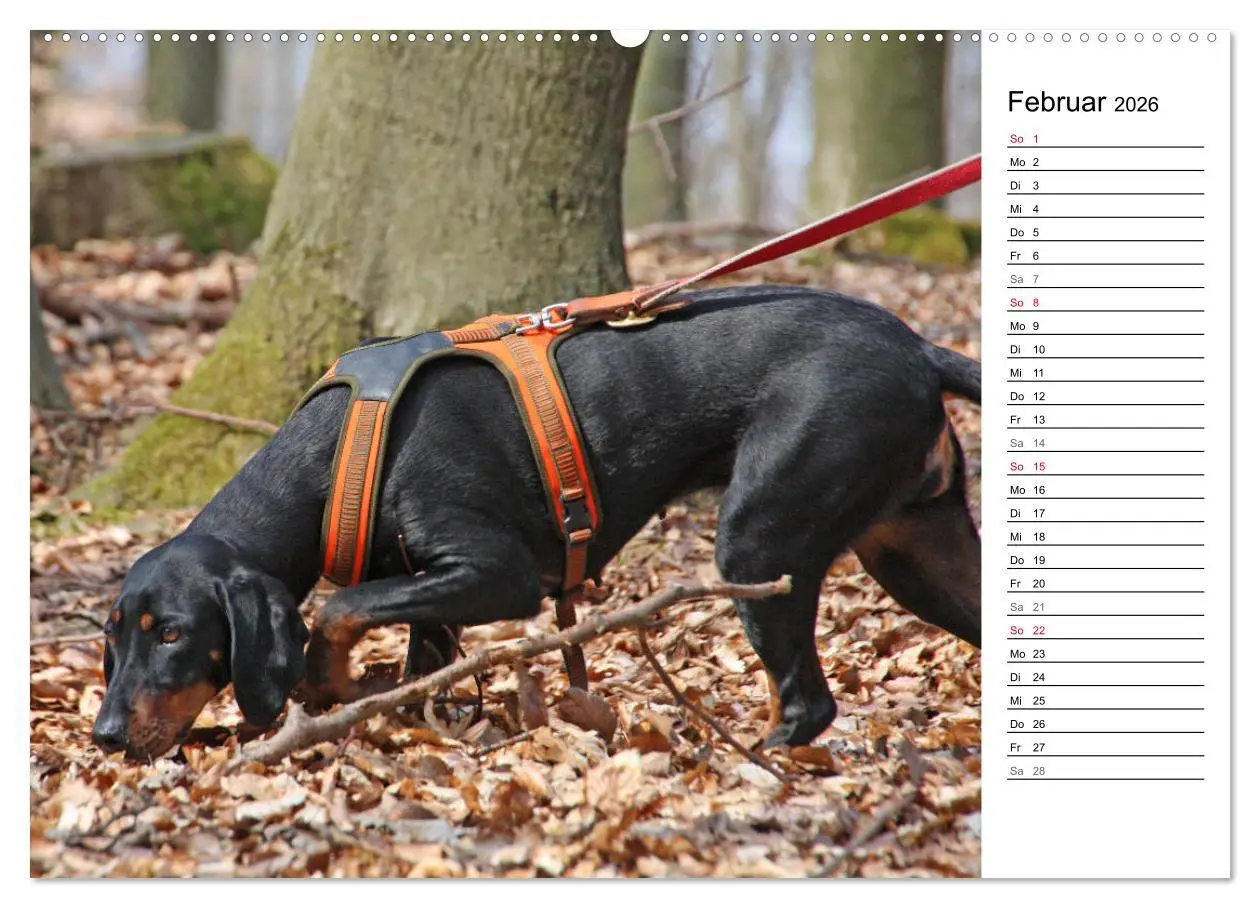 Bild: 9783457806104 | Der Brandlbracken-Terminplaner (Wandkalender 2026 DIN A2 quer),...
