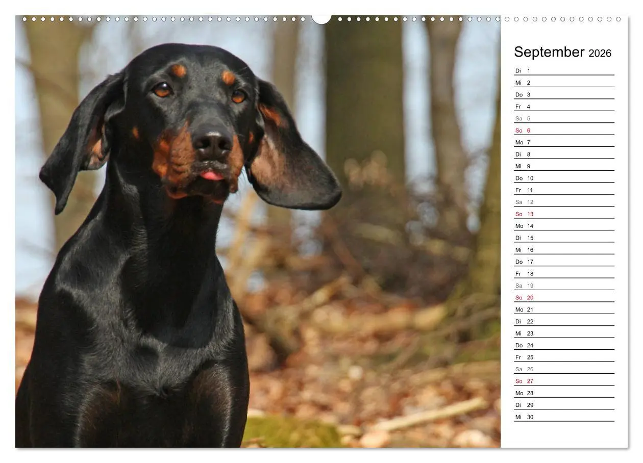 Bild: 9783457806104 | Der Brandlbracken-Terminplaner (Wandkalender 2026 DIN A2 quer),...