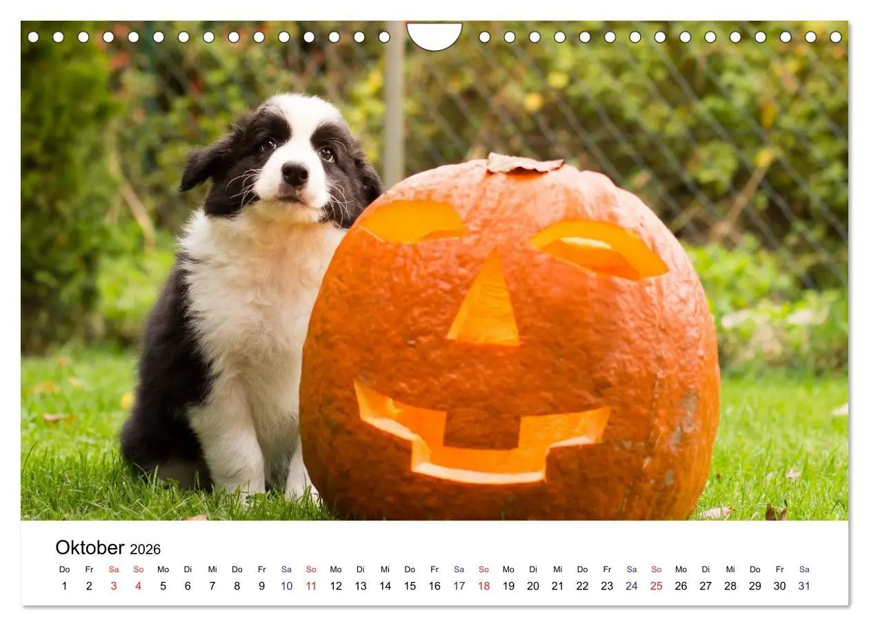 Bild: 9783516066104 | Pfotastische Border Collie Welpen (Wandkalender 2026 DIN A4 quer),...