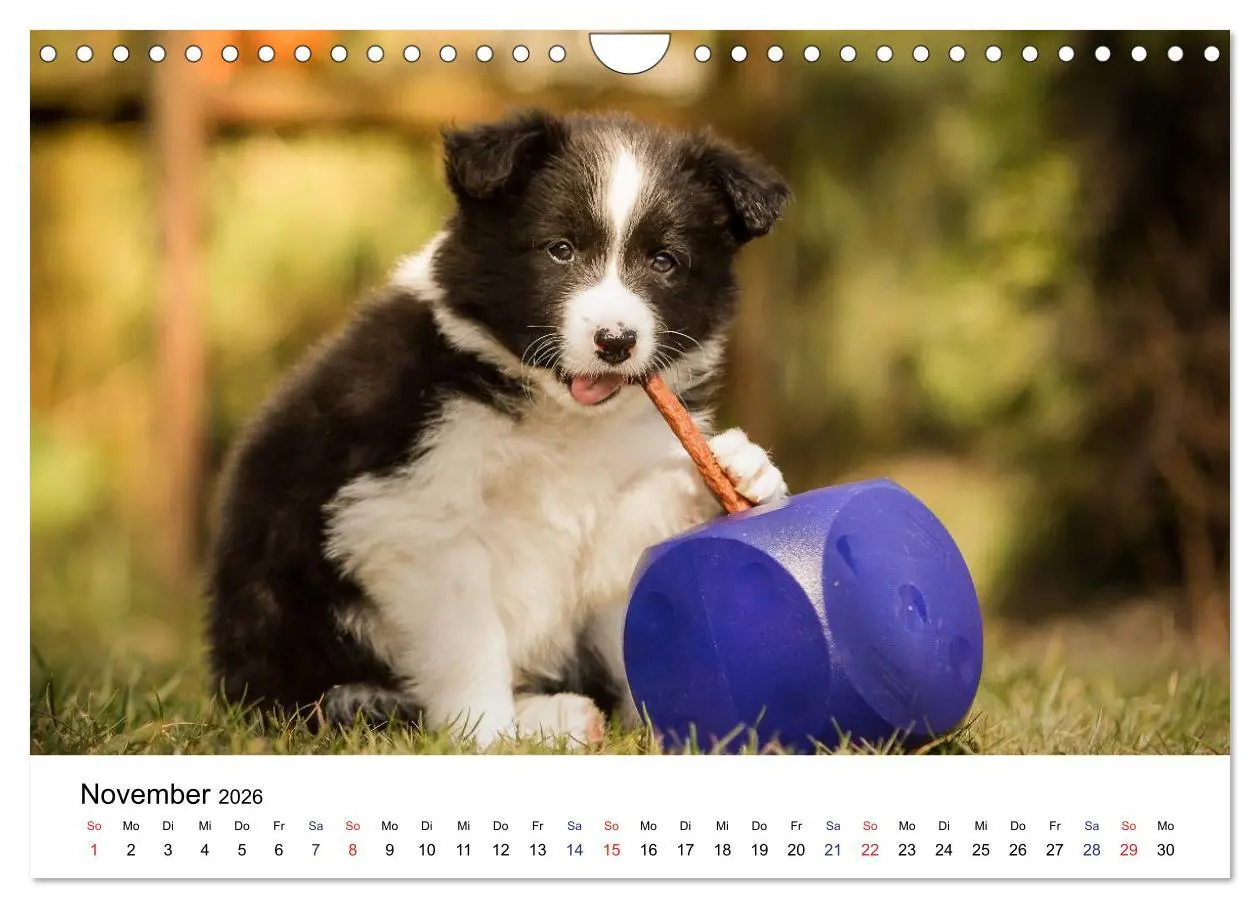 Bild: 9783516066104 | Pfotastische Border Collie Welpen (Wandkalender 2026 DIN A4 quer),...