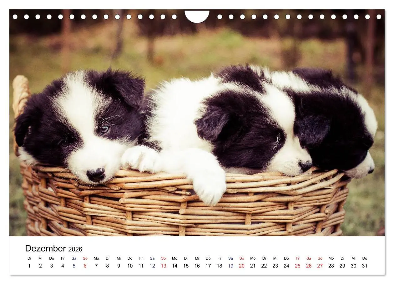 Bild: 9783516066104 | Pfotastische Border Collie Welpen (Wandkalender 2026 DIN A4 quer),...