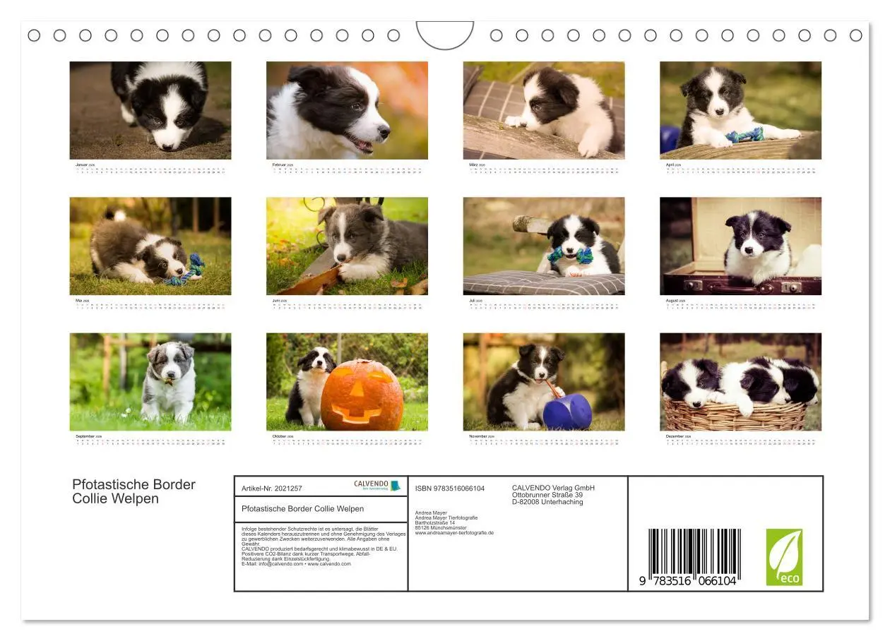 Bild: 9783516066104 | Pfotastische Border Collie Welpen (Wandkalender 2026 DIN A4 quer),...