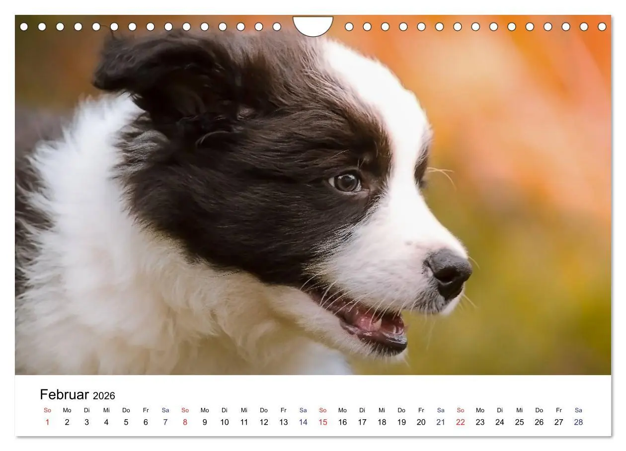 Bild: 9783516066104 | Pfotastische Border Collie Welpen (Wandkalender 2026 DIN A4 quer),...