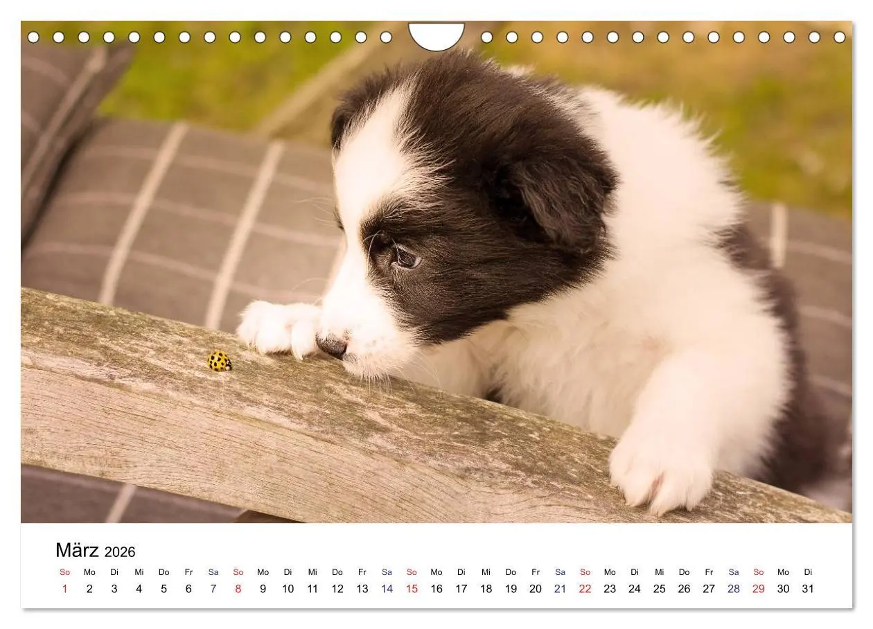 Bild: 9783516066104 | Pfotastische Border Collie Welpen (Wandkalender 2026 DIN A4 quer),...