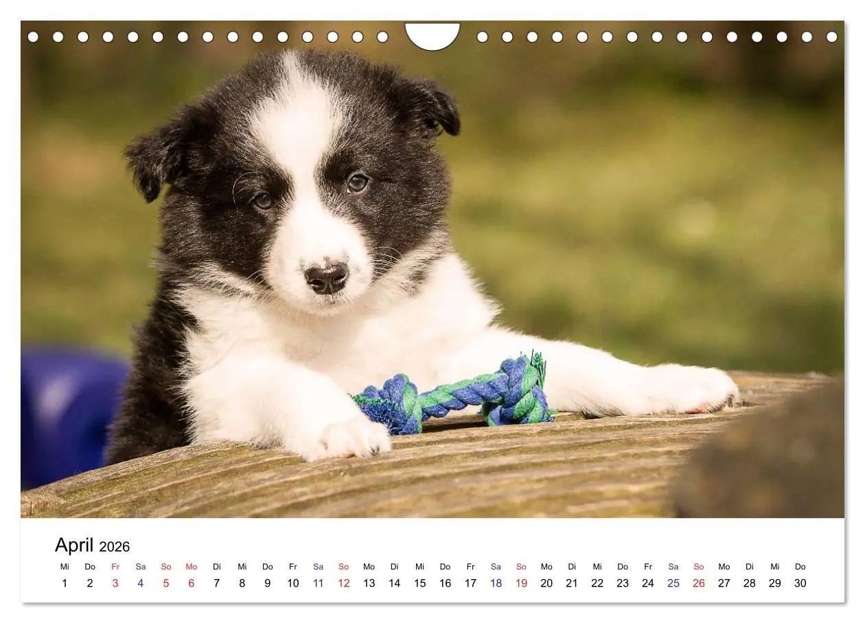 Bild: 9783516066104 | Pfotastische Border Collie Welpen (Wandkalender 2026 DIN A4 quer),...
