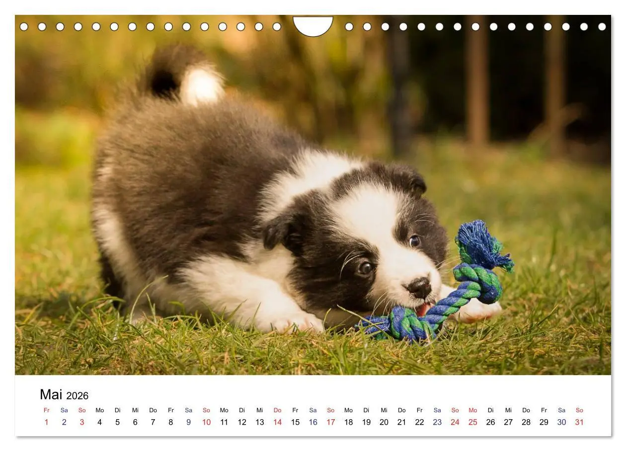 Bild: 9783516066104 | Pfotastische Border Collie Welpen (Wandkalender 2026 DIN A4 quer),...